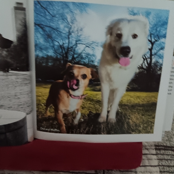 Big Dog, Little Dog Book - Picture 4 of 10